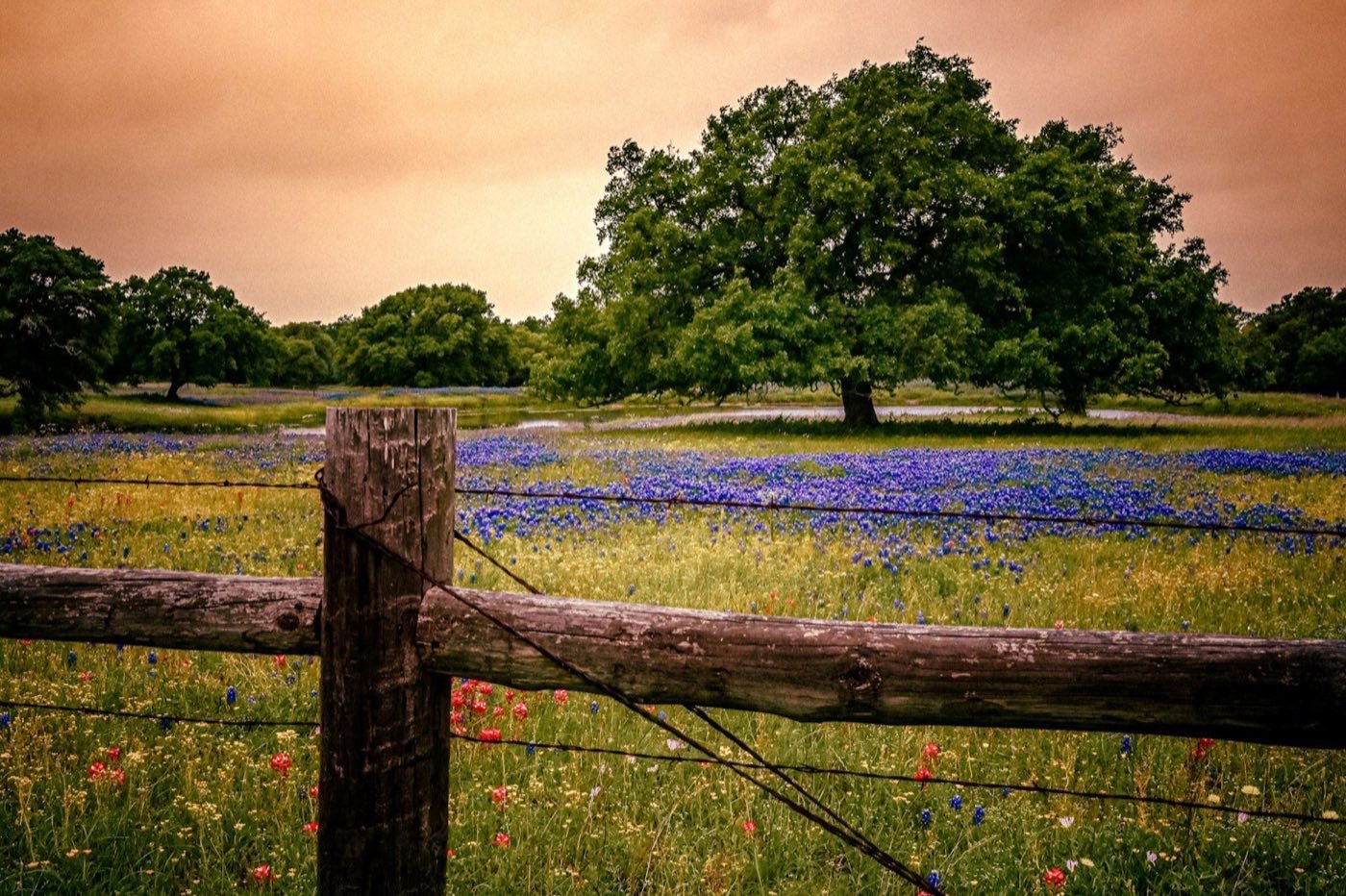 Three Oaks Yard Solutions | Austin Commercial Landscaping