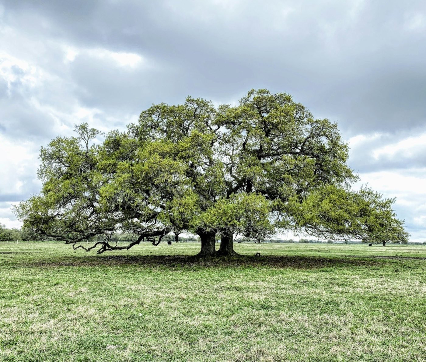 Oak tree on a lawn